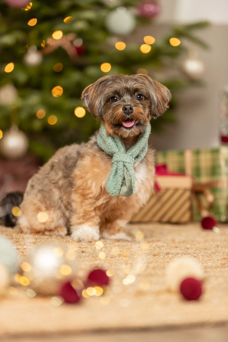 Ein kleiner Hund mit grünem Schal sitzt vor einem Weihnachtsbaum mit Lichtern.