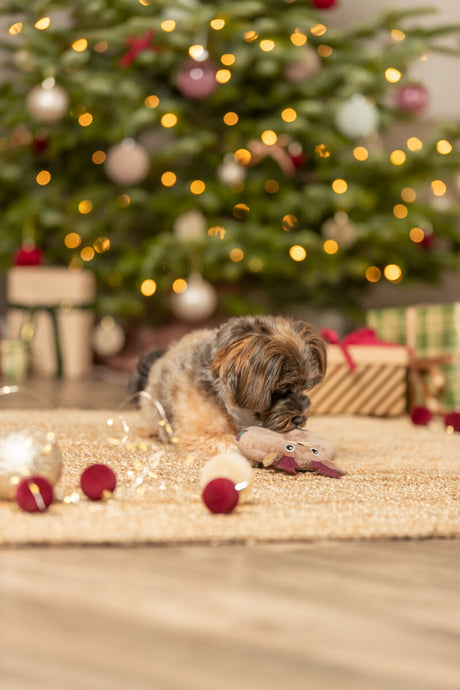 Ein Hund spielt auf einem Teppich vor einem weihnachtlich geschmückten Baum.