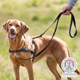 PHO_PRO_DOG_CLIP_13054-13055-13056-13057-5