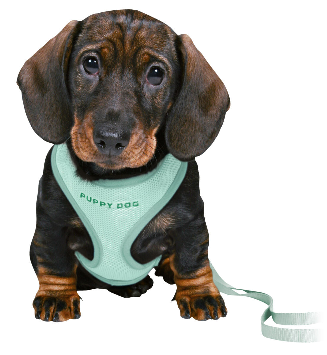 Hund mit braun-schwarzem Fell trägt ein mintgrünes Geschirr mit der Aufschrift "Puppy Dog", an einer Leine befestigt.