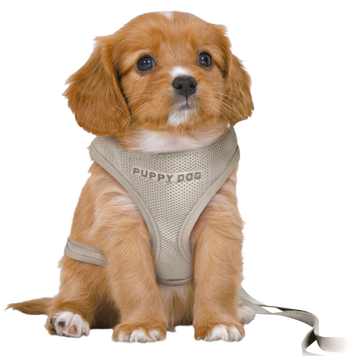 Ein kleiner brauner Hund mit weißem Bauch trägt ein beiges Geschirr mit der Aufschrift "Puppy Dog".