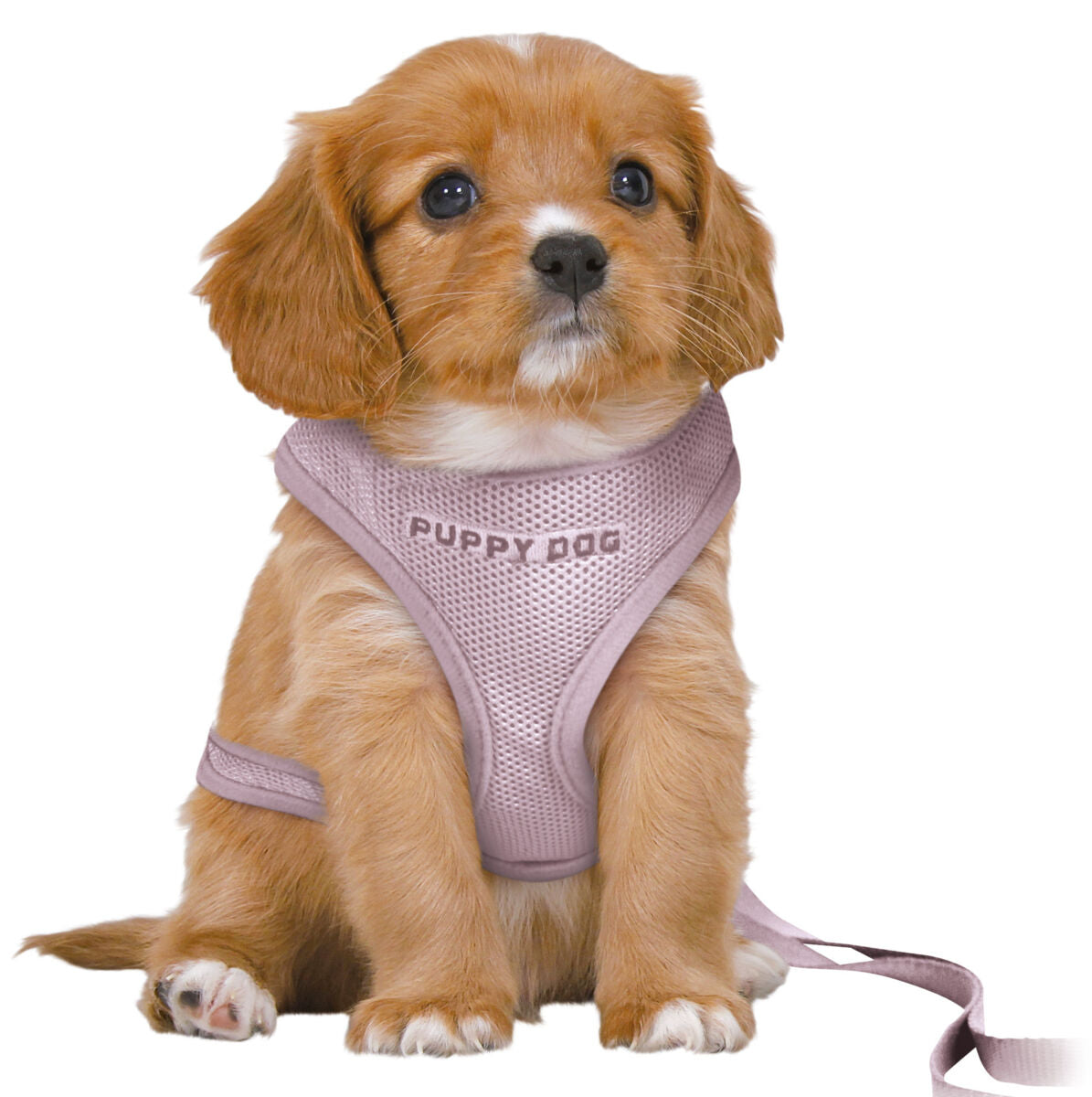 PHO_PRO_DOG_CLIP_15574-1
