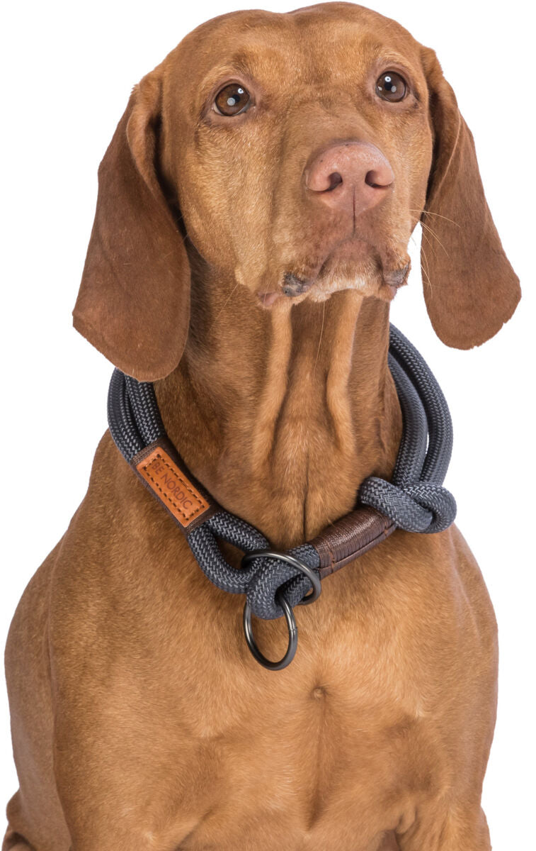 Brauner Hund mit grauem Seil-Halsband und Lederschild, schaut aufmerksam nach vorne.