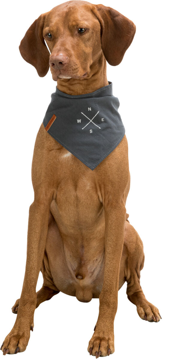 Ein sitzender, brauner Hund trägt ein graues Halstuch mit weißen Buchstaben und Linien, die auf einen Kompass hinweisen.