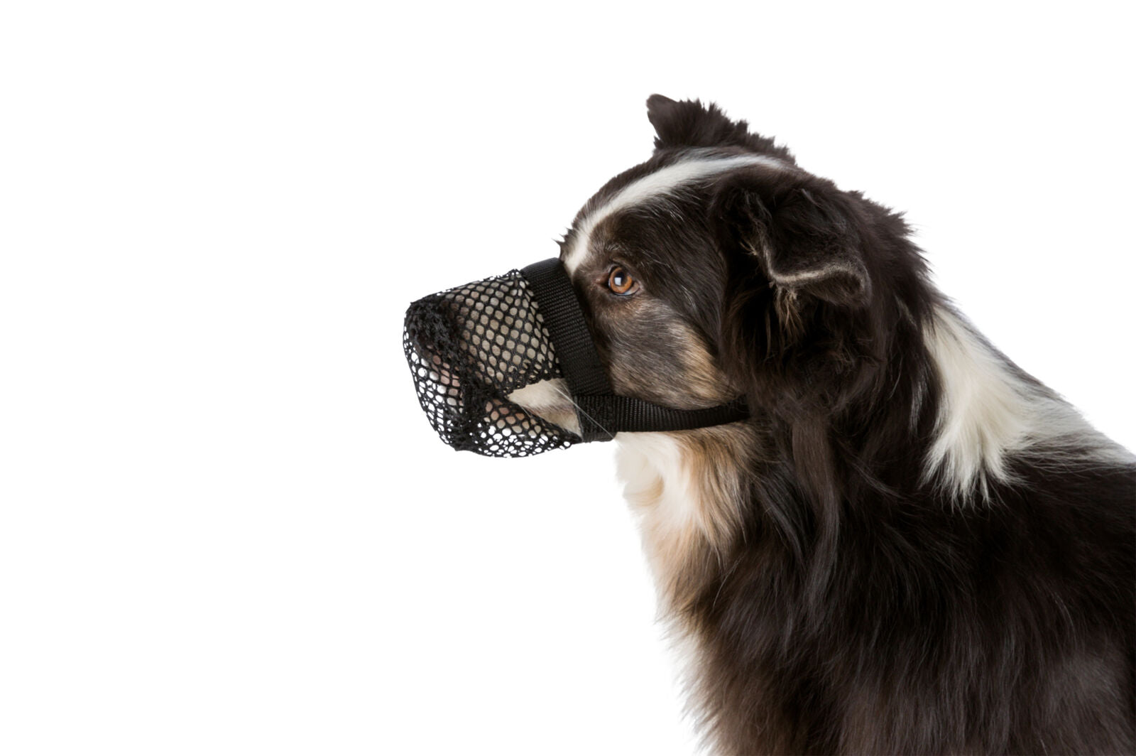 Ein Hund mit schwarz-weißem Fell trägt einen schwarzen Maulkorb aus Netzmaterial, Seitenprofil auf weißem Hintergrund.