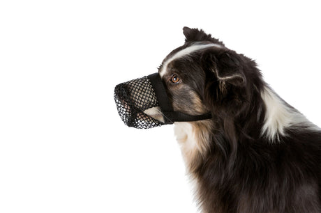 Ein Hund mit schwarz-weißem Fell trägt einen schwarzen Maulkorb aus Netzmaterial, Seitenprofil auf weißem Hintergrund.