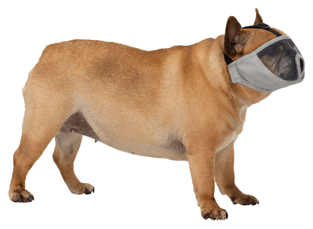 Ein hellbrauner Hund steht seitlich nach links blickend und trägt einen grauen Maulkorb mit Netzabdeckung.