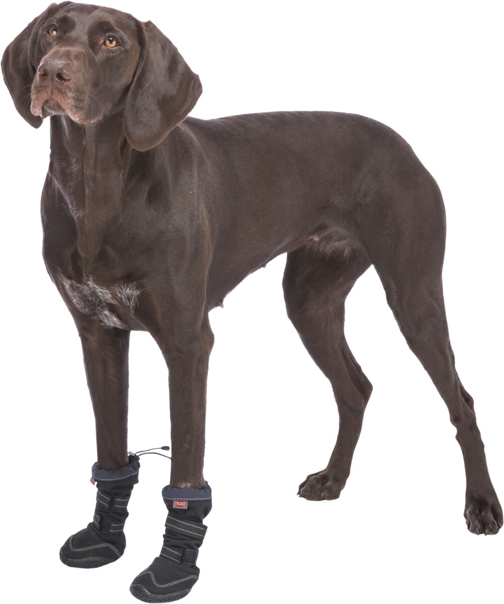 Brauner Hund trägt schwarze Schuhe mit Klettverschlüssen an den Vorderpfoten, stehend auf weißem Hintergrund.