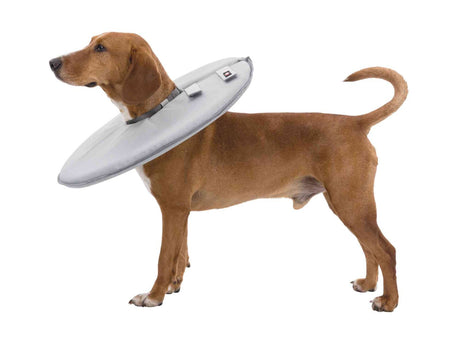 PHO_PRO_DOG_CLIP_19421-19422-19423-19424-19425-19426-19427-1