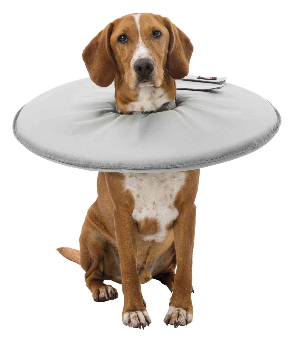 Hund mit einem großen, runden, grauen Halsband sitzt aufrecht und schaut in die Kamera.