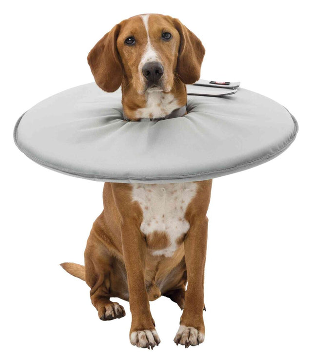 Hund mit einem großen, runden, grauen Halsband sitzt aufrecht und schaut in die Kamera.