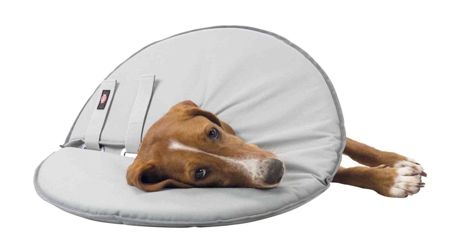 Brauner Hund liegt auf grauem Polster, Kopf ruht entspannt darauf.