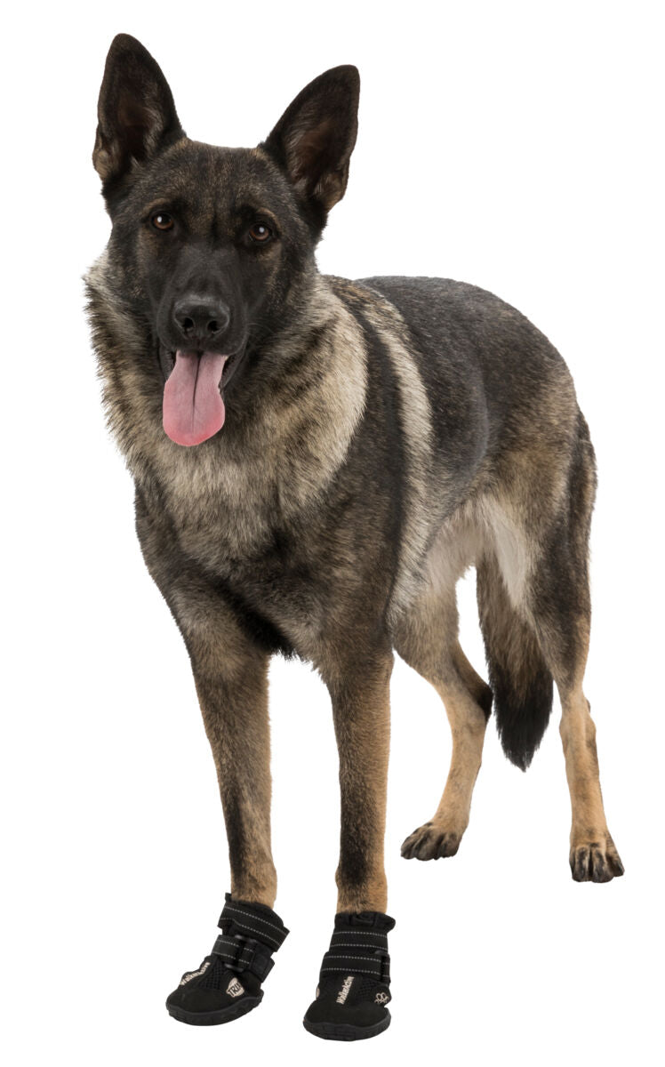 Ein Hund mit dunklem Fell trägt schwarze Hundestiefel und steht aufrecht, mit sichtbarer Zunge und aufgerichteten Ohren.