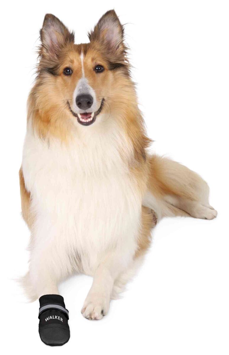 Hund mit langem, hellem Fell trägt einen schwarzen Hundeschuh mit dem Schriftzug "WALKER".