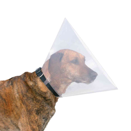 Ein brauner Hund trägt einen transparenten Halskragen, der mit einem schwarzen Riemen befestigt ist.