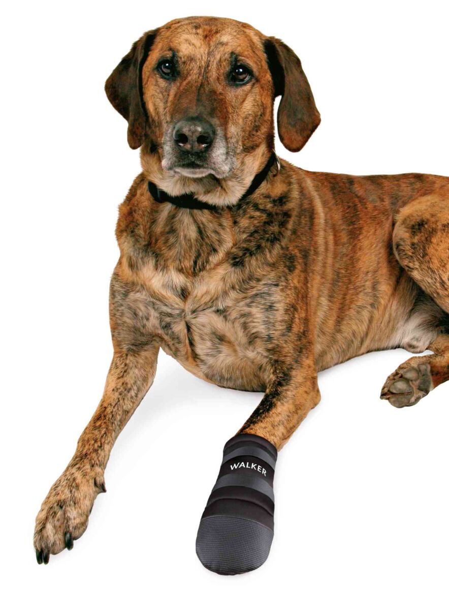 Ein sitzender Hund mit gestromtem Fell und einem schwarzen Pfotenschutz mit der Aufschrift "WALKER" an der Vorderpfote.