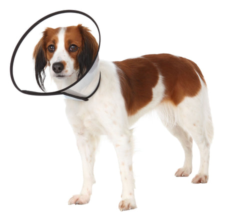 Ein Hund mit braun-weißem Fell trägt einen tierärztlichen Halskragen auf weißem Hintergrund.