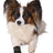 PHO_PRO_DOG_CLIP_1956-1957-1