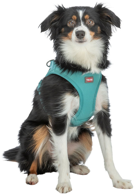 Ein sitzender Hund trägt ein türkisfarbenes Hundegeschirr mit einem roten Etikett, auf dem "TRIXIE" steht.