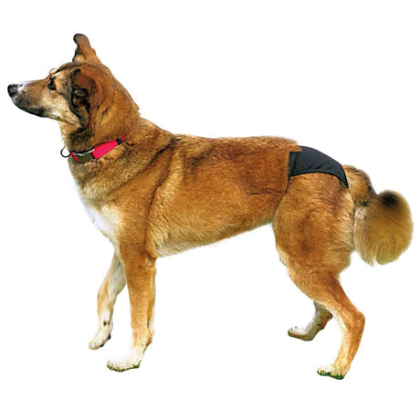 PHO_PRO_DOG_CLIP_23490-24491-23492-23493-23494-23495-1