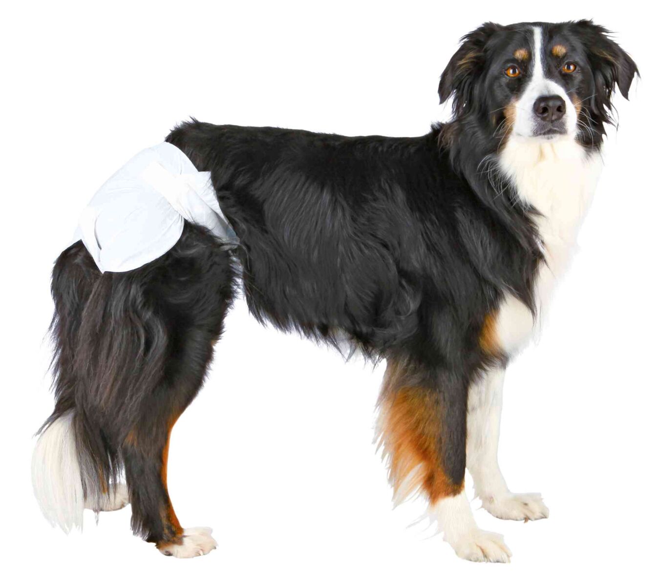 Ein schwarz-weiß-brauner Hund mit hellen Augen trägt eine weiße Hundewindel über den Hinterbeinen.