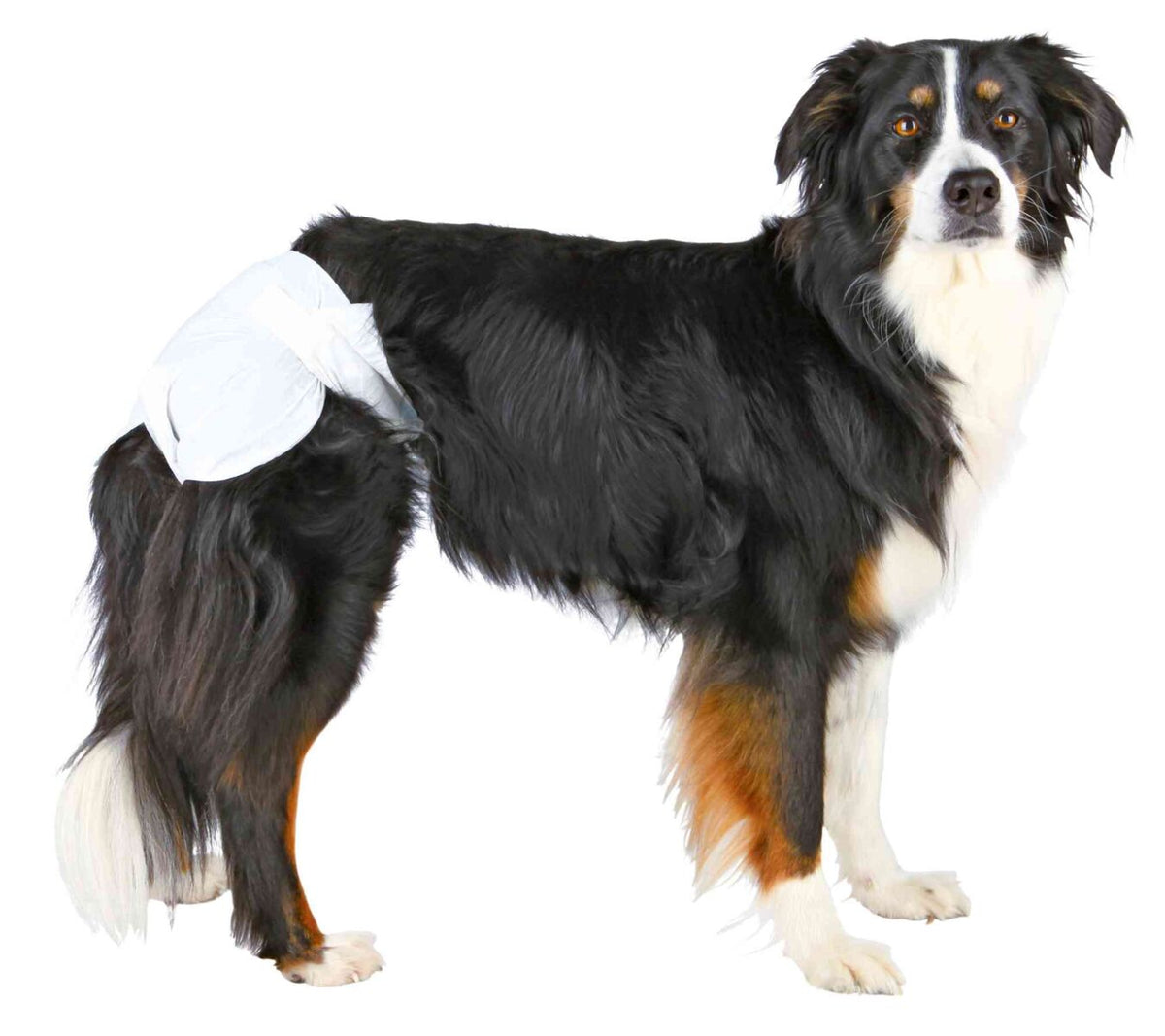 Ein schwarz-weiß-brauner Hund mit hellen Augen trägt eine weiße Hundewindel über den Hinterbeinen.