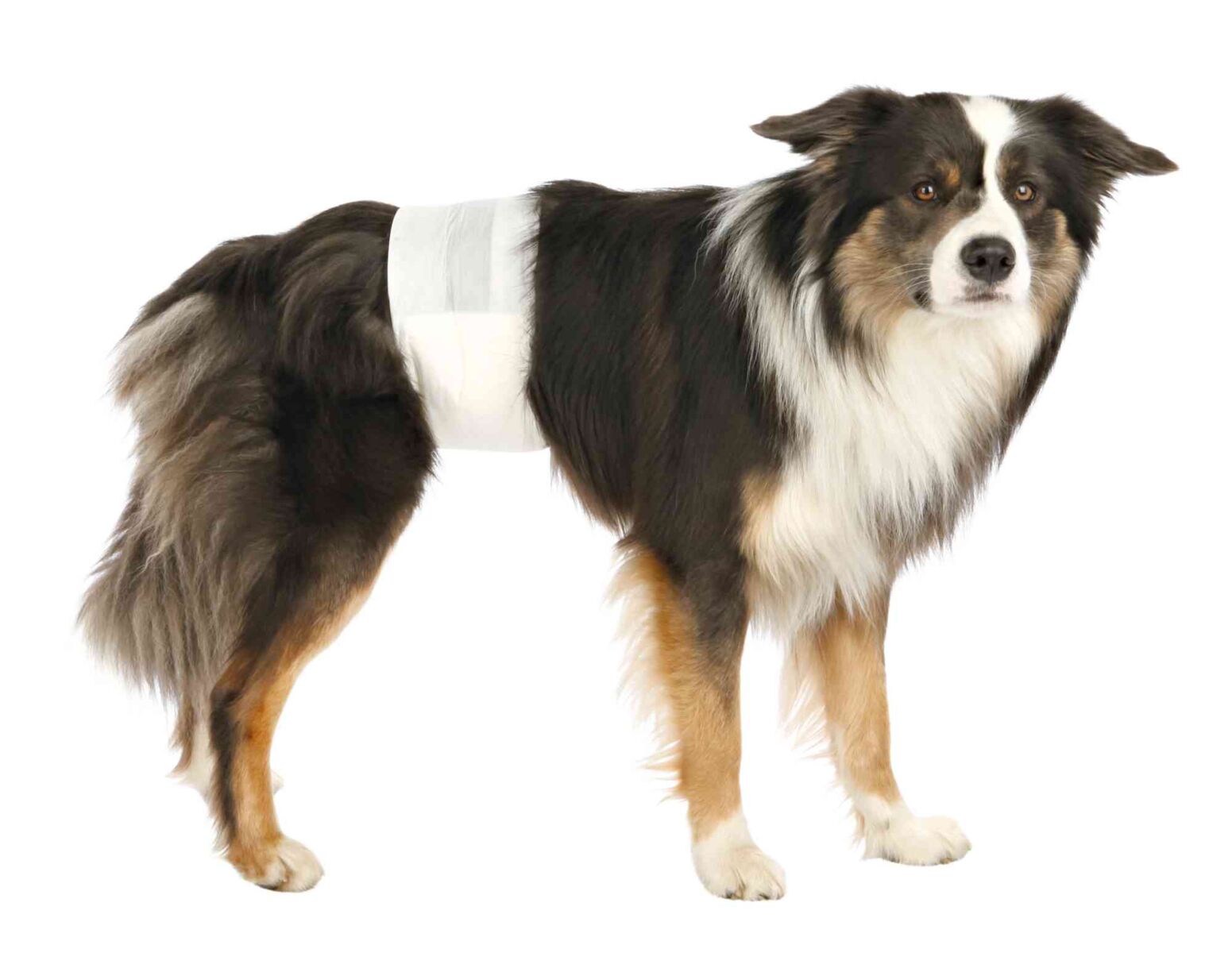 Hund mit langem Fell trägt ein weißes Band um den Bauch, Form des Bandes ist sichtbar.