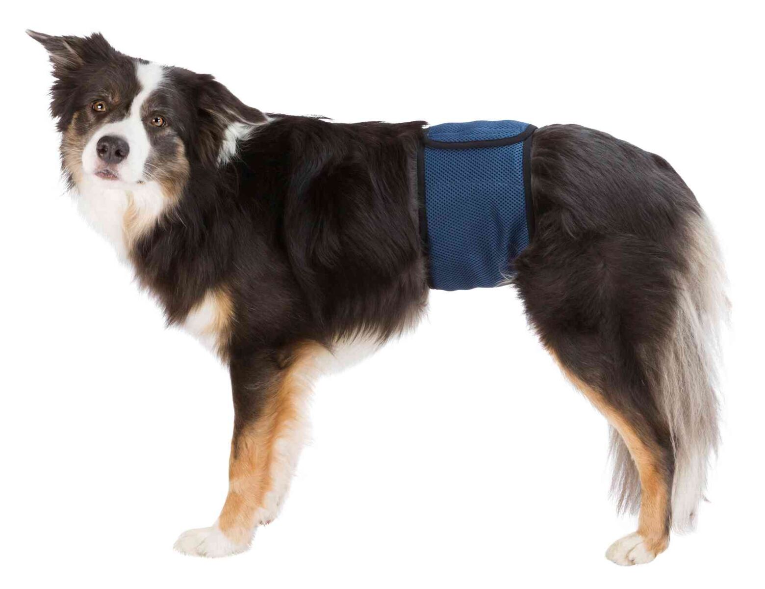 Hund mit schwarz-weißem Fell trägt einen blauen Bauchgurt auf weißem Hintergrund.