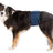 Hund mit schwarz-weißem Fell trägt einen blauen Bauchgurt auf weißem Hintergrund.