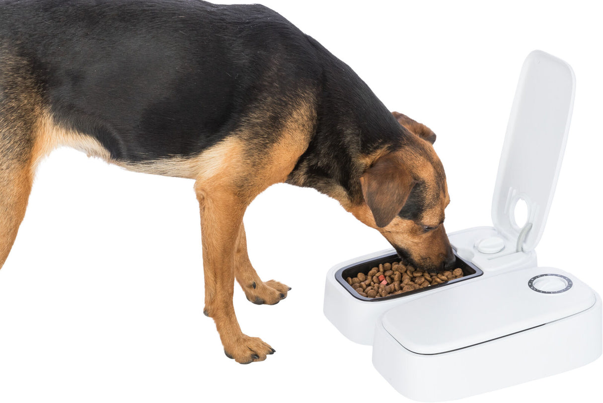 Hund frisst aus einem offenen weißen Futterspender mit Trockenfutter auf weißem Hintergrund.
