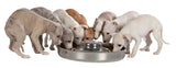 PHO_PRO_DOG_CLIP_25282-1