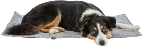 PHO_PRO_DOG_CLIP_28233-28234-28235-2