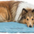 PHO_PRO_DOG_CLIP_28265-28266-1