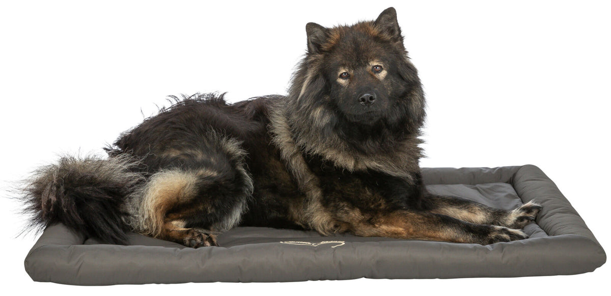 Ein großer, flauschiger Hund liegt auf einem grauen Hundebett mit Blick nach vorne.