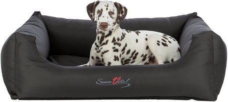 Ein Dalmatiner liegt in einem schwarzen Hundebett mit der Aufschrift "Samoa Vital".