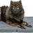 PHO_PRO_DOG_CLIP_284405-284406-284407-1