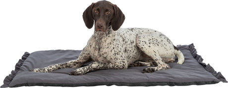 PHO_PRO_DOG_CLIP_28510-28511-28512-3