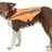 Hund mit orangefarbenem, reflektierendem Mantel mit schwarzem Verschlussband.