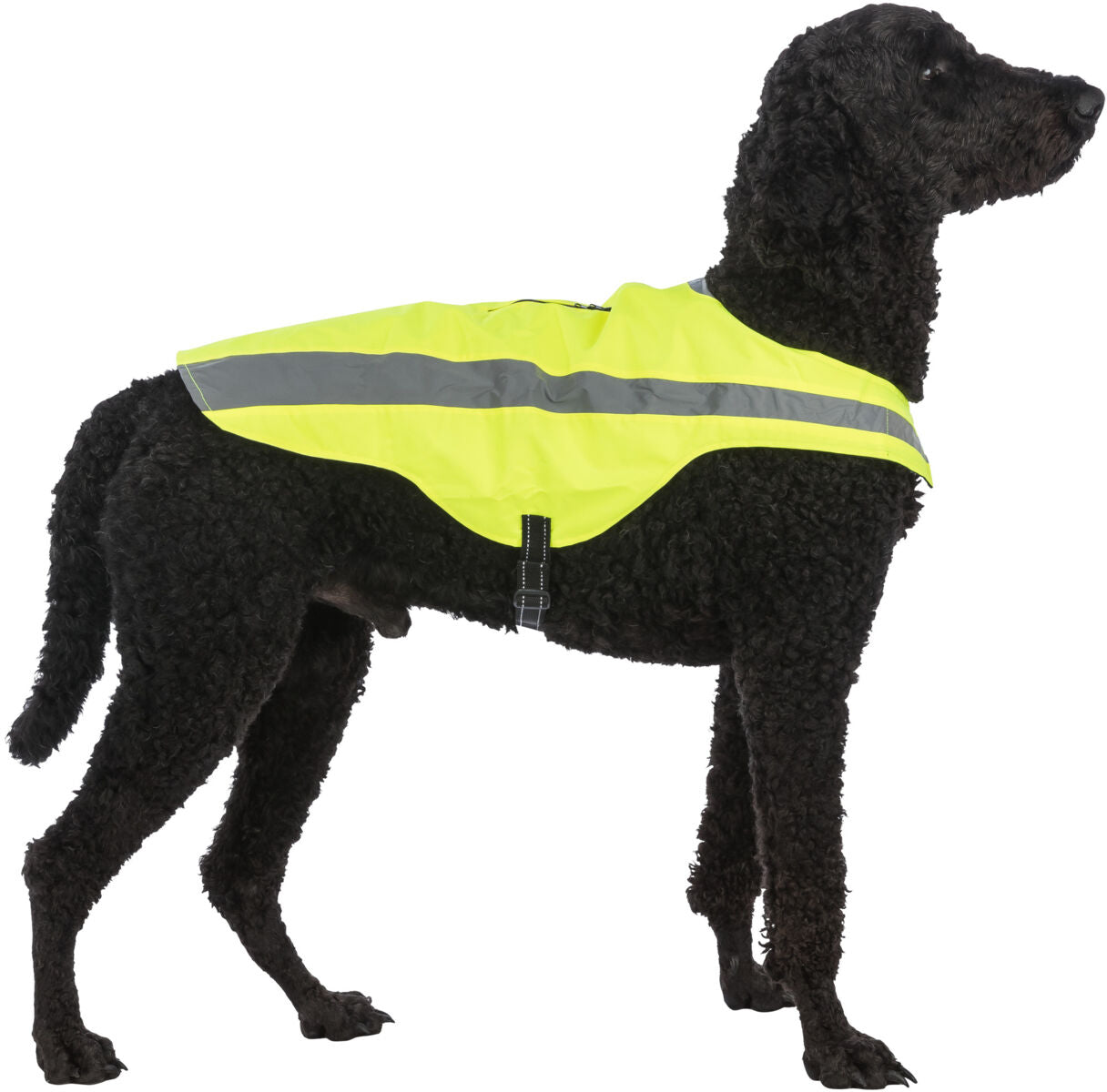 Ein Hund trägt eine leuchtend gelbe Weste mit einem reflektierenden Streifen darauf.