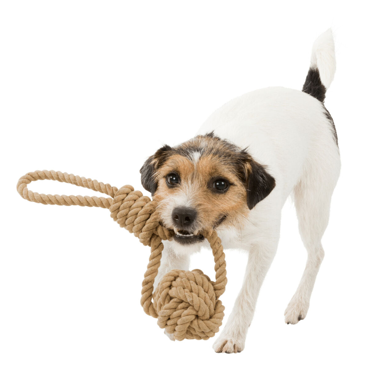 Ein kleiner Hund hält ein braunes Knotenspielzeug aus Seil im Maul, er steht auf einem hellen Hintergrund.