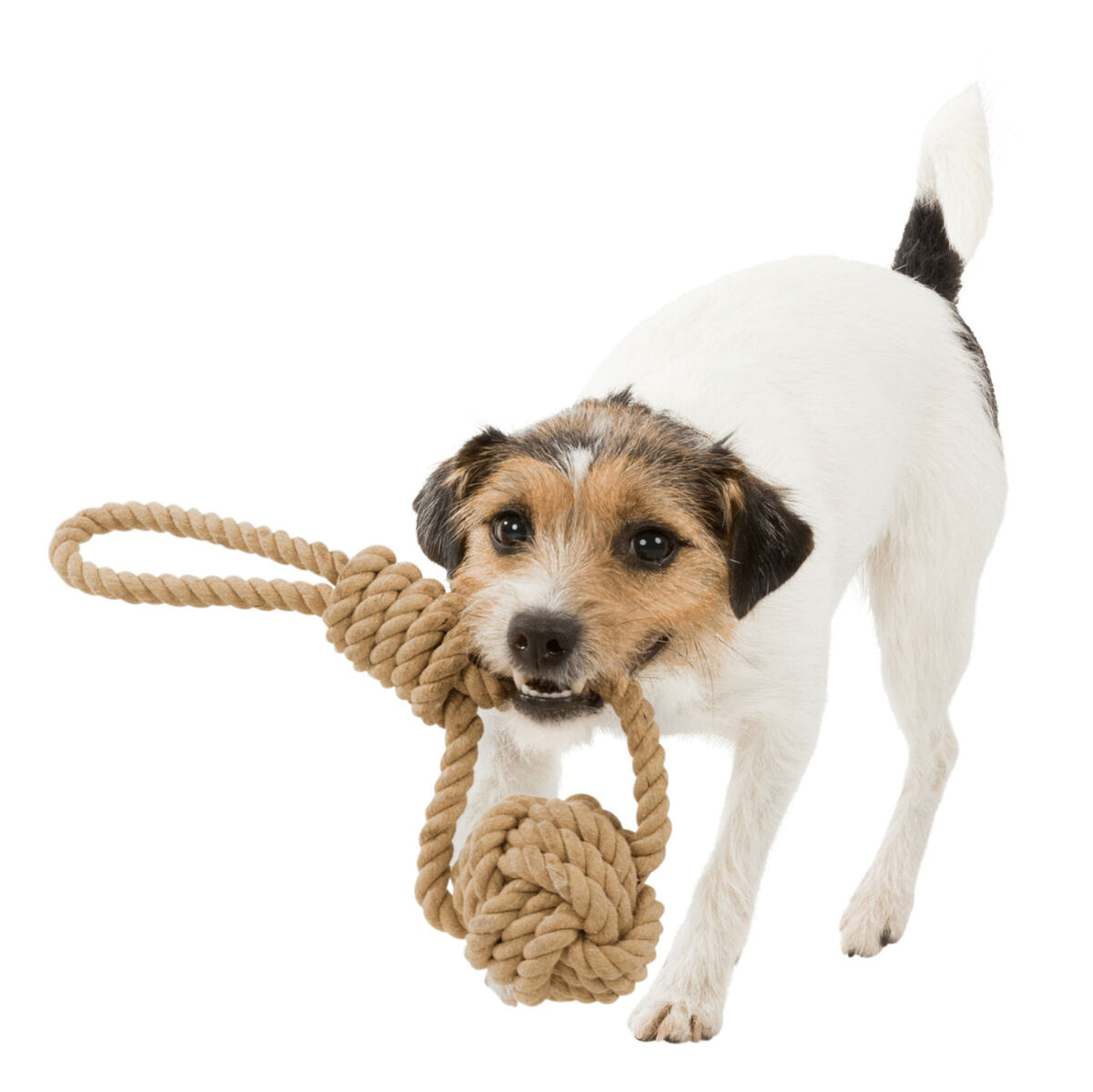 Ein kleiner Hund hält ein braunes Knotenspielzeug aus Seil im Maul, er steht auf einem hellen Hintergrund.