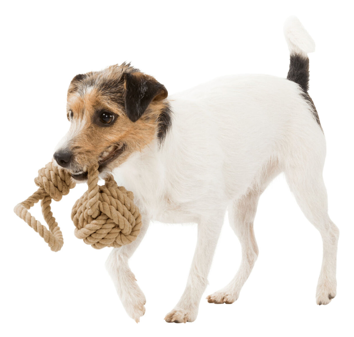 Ein kleiner, weiß-brauner Hund hält ein Spielzeug aus dickem, geflochtenem Seil im Maul.