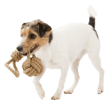 Ein kleiner, weiß-brauner Hund hält ein Spielzeug aus dickem, geflochtenem Seil im Maul.