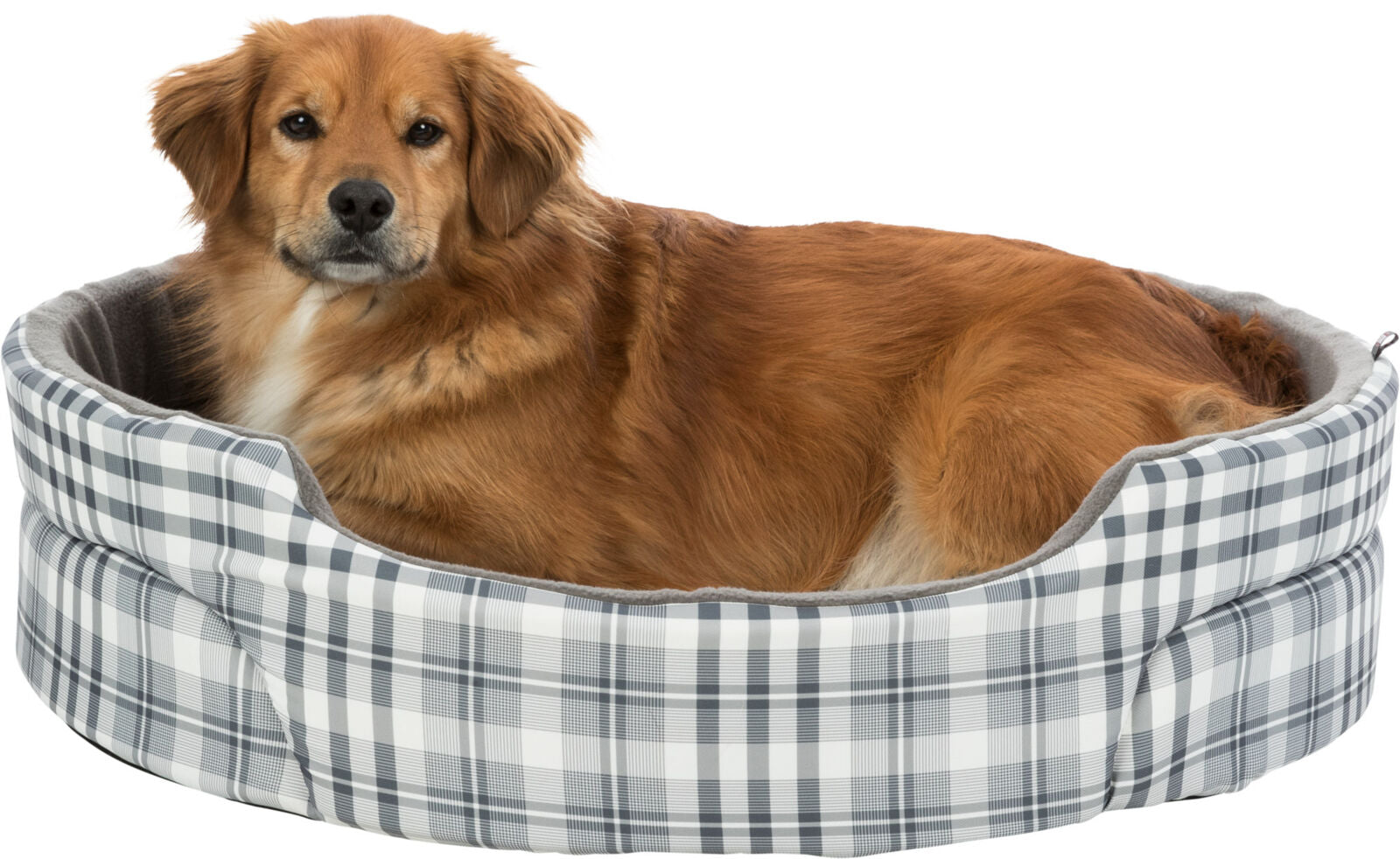 PHO_PRO_DOG_CLIP_37024-1