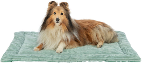 PHO_PRO_DOG_CLIP_37266-37267-1