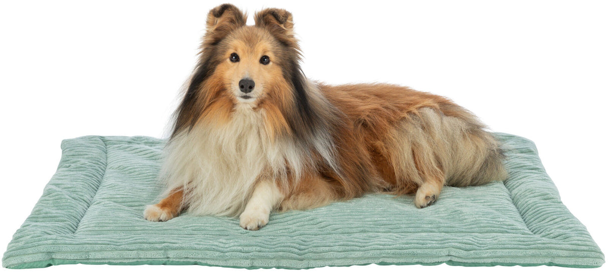 Hund liegt auf einer weichen, grünlich-blauen Matte, schaut nach vorne, längeres Fell in Brauntönen.