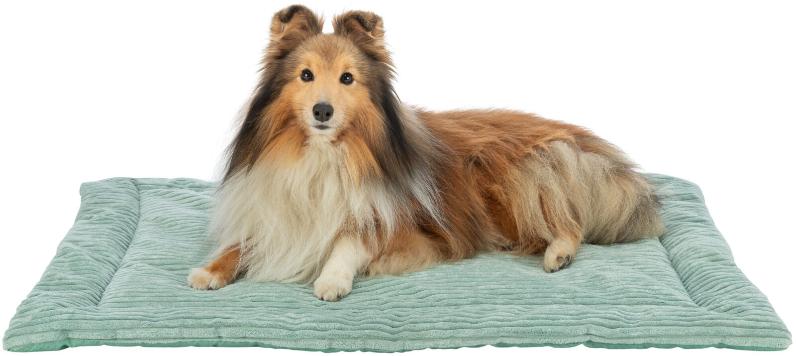 Hund liegt auf einer weichen, grünlich-blauen Matte, schaut nach vorne, längeres Fell in Brauntönen.