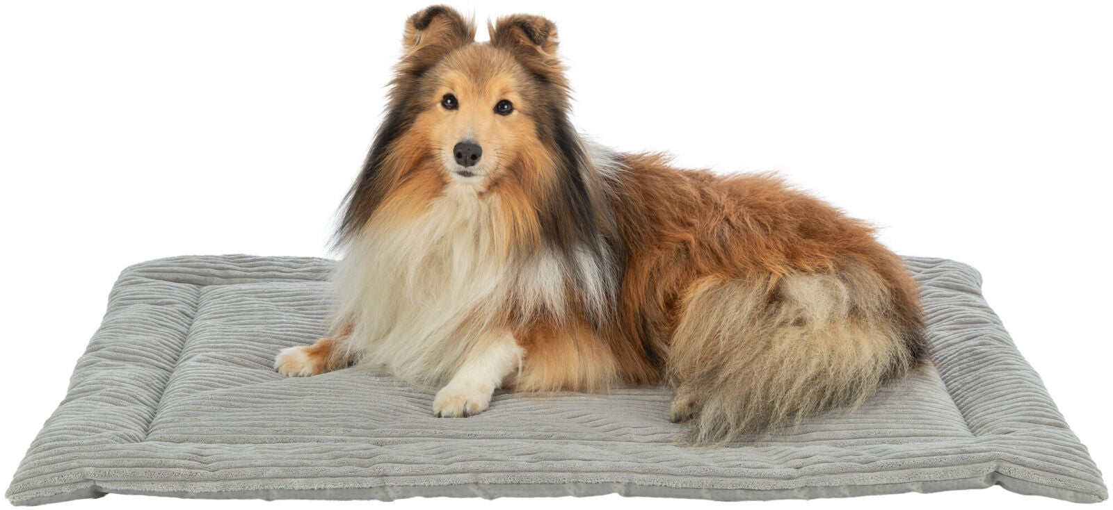 Ein Hund mit langem, weiß-braunem Fell liegt auf einer grauen, gesteppten Hundematte.