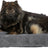 PHO_PRO_DOG_CLIP_372770-372771-372772-372773-1