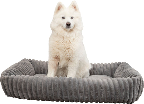 PHO_PRO_DOG_CLIP_374020-374021-374022-1